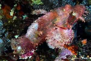 Scorpionfish/Photographed with a Canon 60 mm macro lens a... by Laurie Slawson 
